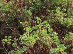 Artemisia campestris maritima