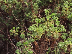 Artemisia campestris maritima