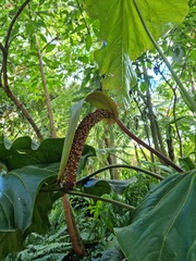 Anthurium clavigerum