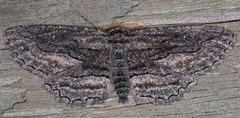 Aethaloida packardaria