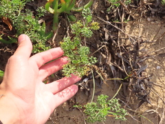 Artemisia campestris maritima