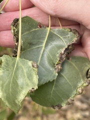 Thecabius populimonilis