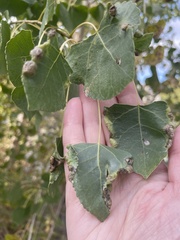 Thecabius populimonilis
