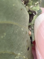 Thecabius populimonilis