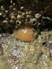 Aplidium californicum