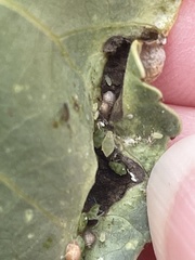 Thecabius populimonilis