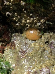 Aplidium californicum
