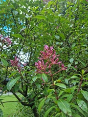Fuchsia arborescens
