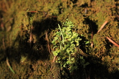 Cladonia coniocraea