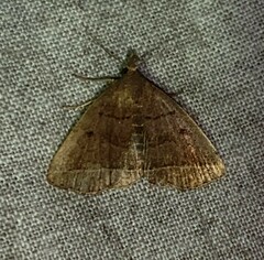 Zanclognatha laevigata