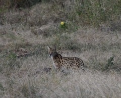 Leptailurus serval lipostictus