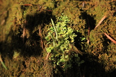 Cladonia coniocraea
