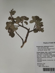 Amelanchier utahensis
