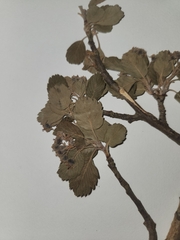 Amelanchier utahensis