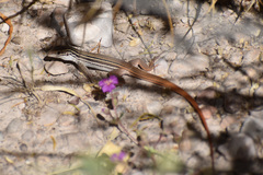 Aspidoscelis scalaris