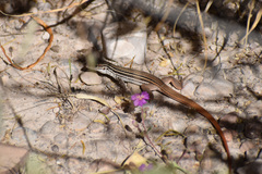 Aspidoscelis scalaris