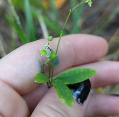 Euphorbia graminea