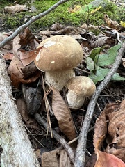 Boletus