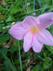 Zephyranthes rosea
