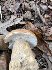 Boletus