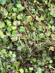 Limnobium laevigatum