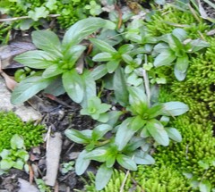 Epilobium tetragonum