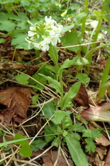Arabis stelleri japonica