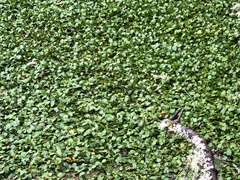 Limnobium laevigatum