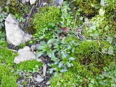 Epilobium tetragonum