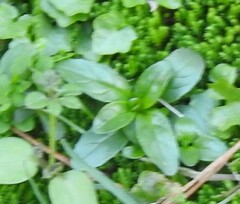 Epilobium tetragonum