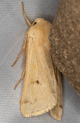 Dichagyris variabilis