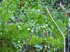 Epilobium tetragonum