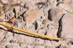 Miscophini