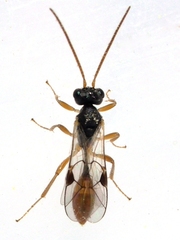 Tersilochinae