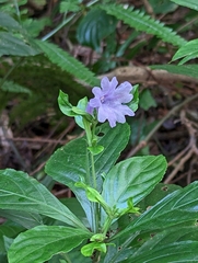 Strobilanthes cusia
