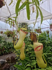 Nepenthes distillatoria