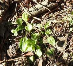 Stellaria media