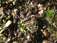 Stellaria media