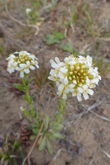 Arabis stelleri japonica