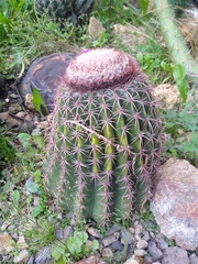 Melocactus andinus hernandezii