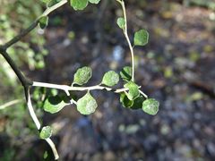 Melicytus micranthus