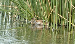 Heteronetta atricapilla