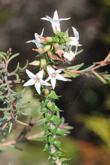 Ericaceae