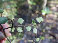 Melicytus micranthus