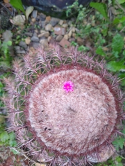 Melocactus andinus hernandezii