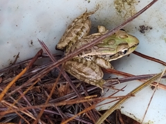 Lithobates lenca