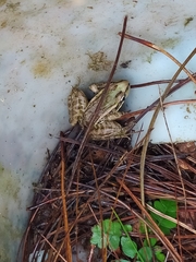 Lithobates lenca