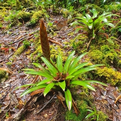 Tillandsioideae