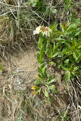 Arabis stelleri japonica