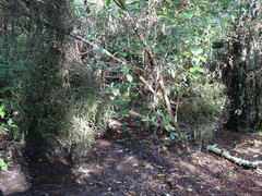 Melicytus micranthus